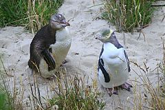 Yellow-eyed Penguin